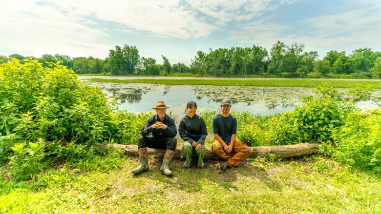 Turtle guardians