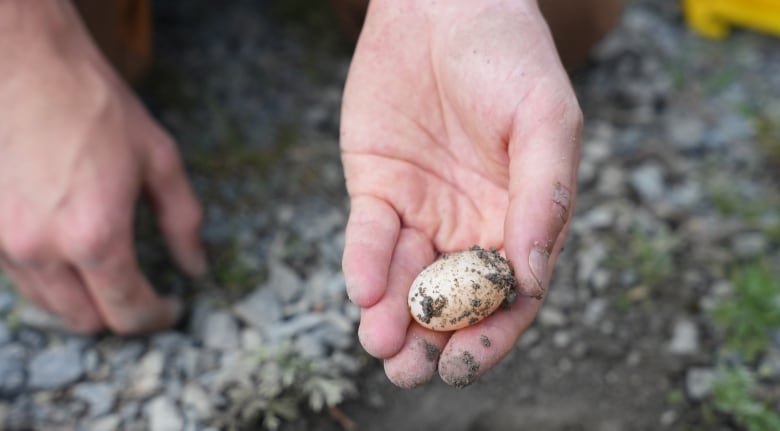 turtle egg