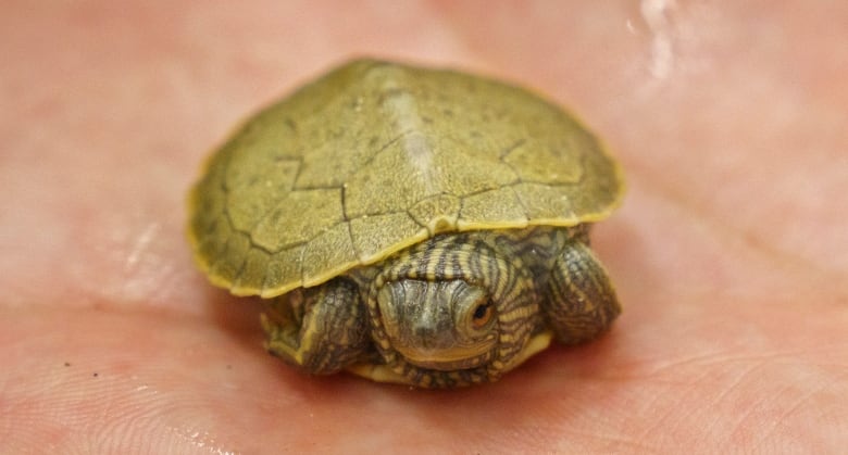 baby turtle