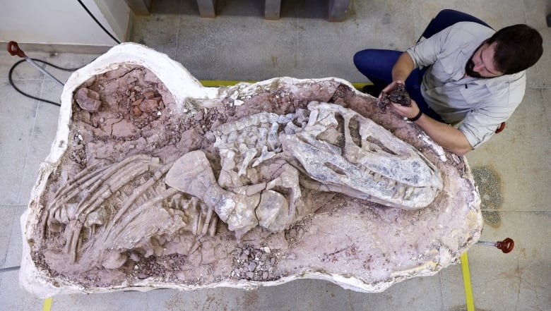 A camera shot from above looks down on the cross-section of a large dinosaur fossil. A man sits next to the fossil, holding a much smaller, dark brown lump of rock and bone. 