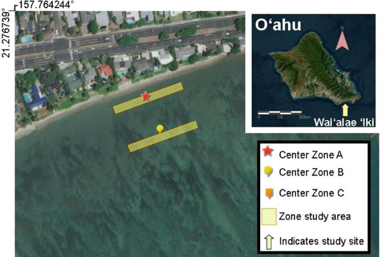 Invasive seaweed may better adapt to changes than native species in Hawaiʻi waters