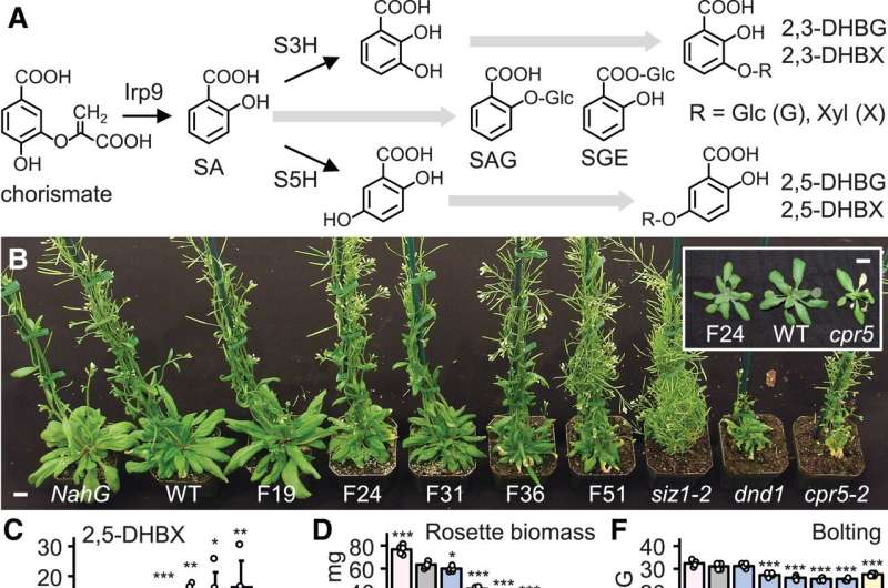 Researchers separate plant growth and disease resistance