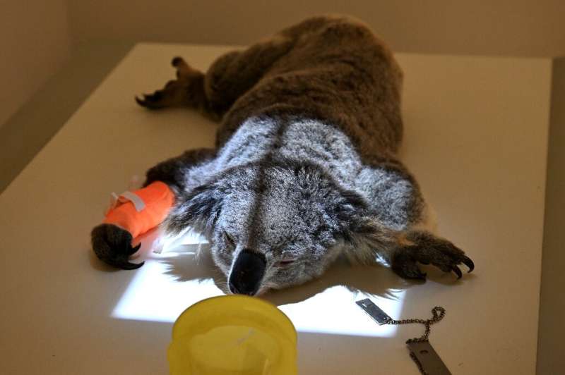 A koala joey lies on an X-ray table during a comprehensive medical exam at the University of Sydney Wildlife Health and Conservation Hospital