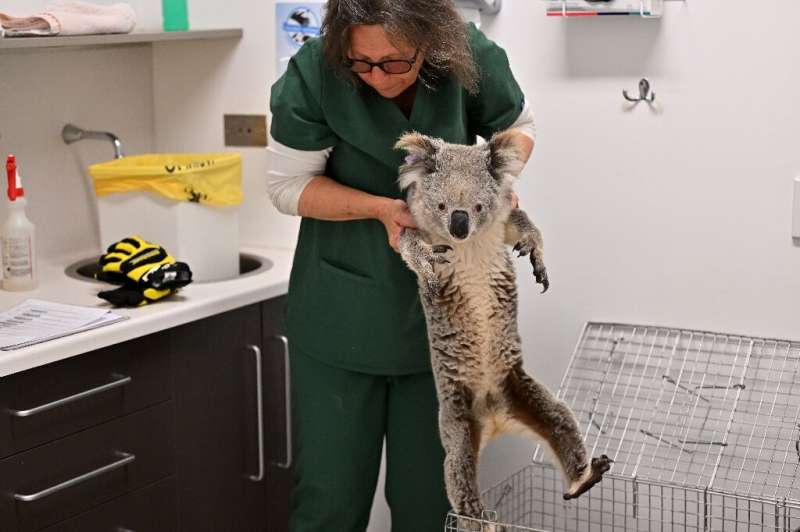 Koalas, their numbers increasingly devastated by chlamydia, have been listed as endangered by Australia's government since 2022