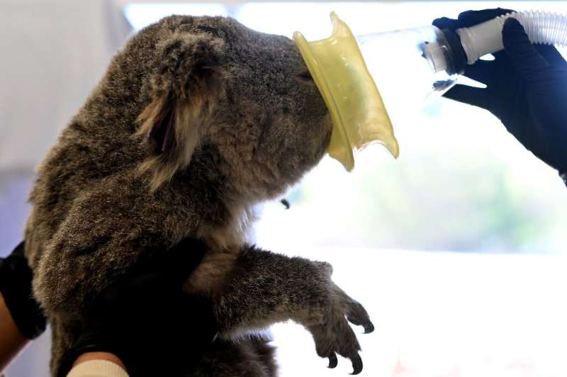 A staff member prepares a koala joey for a comprehensive medical examination