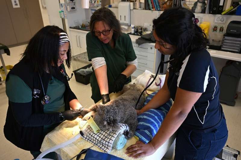 Annabelle Olsson (C), director of the University of Sydney Wildlife Health and Conservation Hospital, told AFP future generations may be 'lucky' to see koalas in a zoo