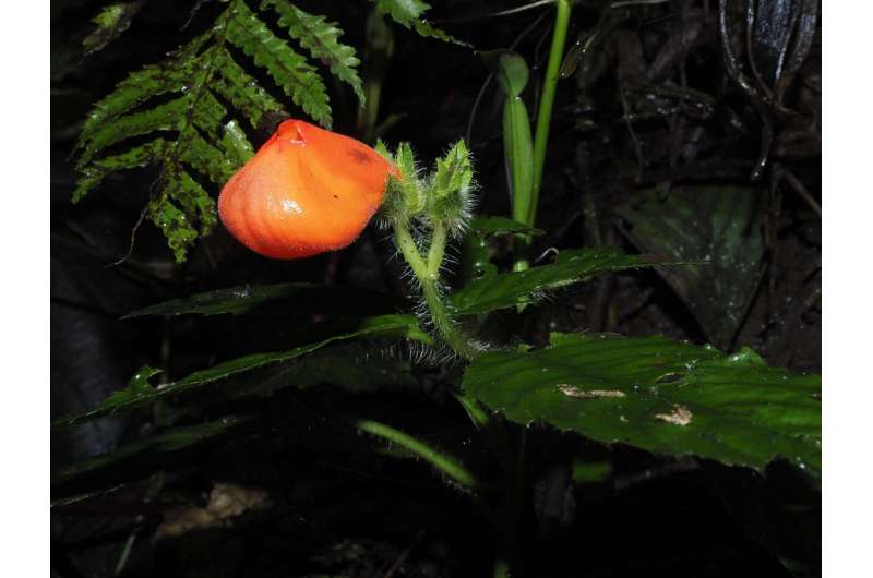 Modern mass extinction in an Ecuadorean cloud forest found to be a mirage