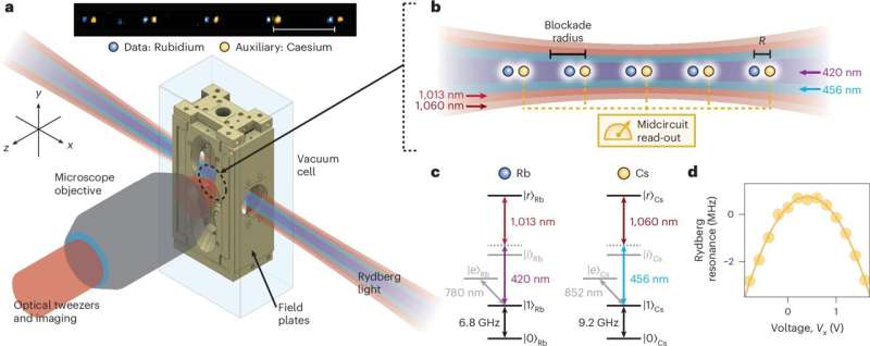 Dual-species atomic arrays show promise for quantum error correction