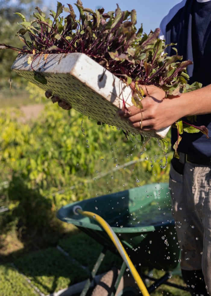 Saviolo shaking water from the bottom of a seedlings tray