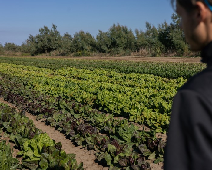 Saviolo standing in a field on the co-operative, looking towards rows of green crops