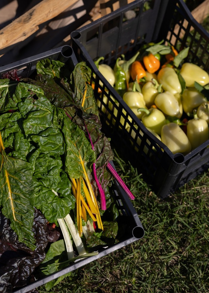 Trays of chard and peppers at Osti in Orto