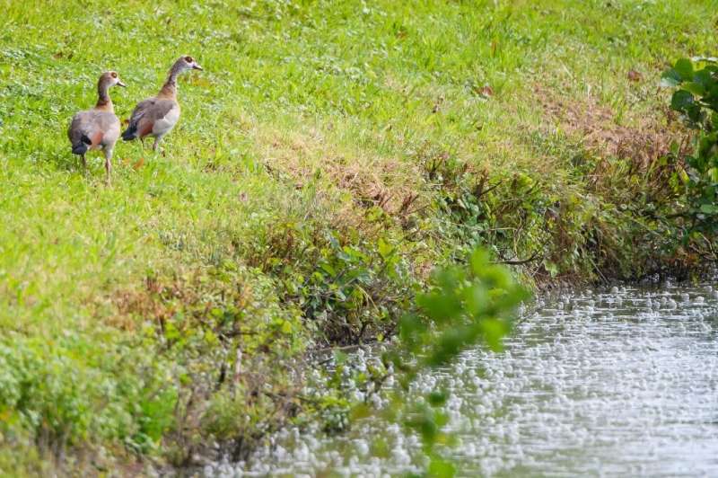 Egyptian geese chase away ducks and swans