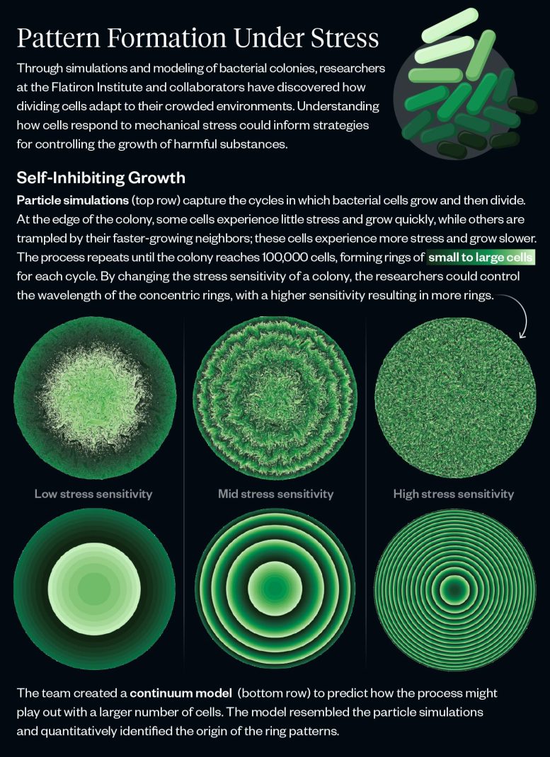 Cell Collectives Infographic