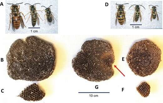 Genome sequencing could unlock answers to yellow jacket behavior