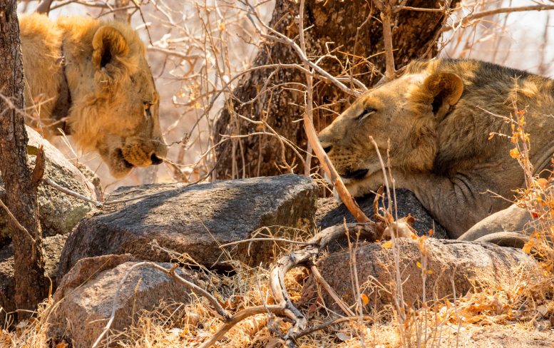 Pair of Maneless Tsavo Lions