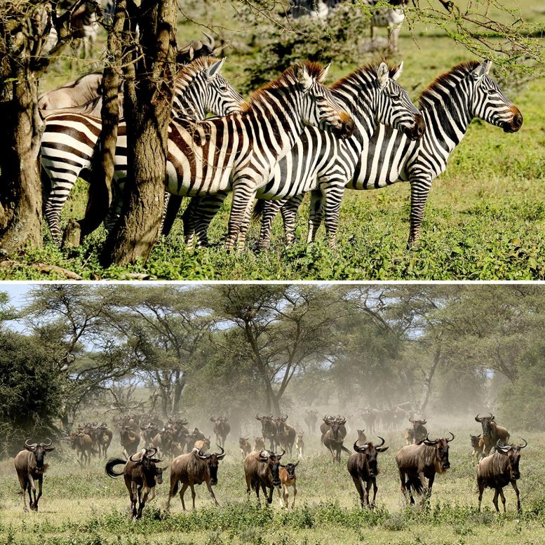 Zebra and Wildebeest