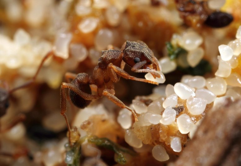 Yeast Agriculture Fungus-Farming Ant