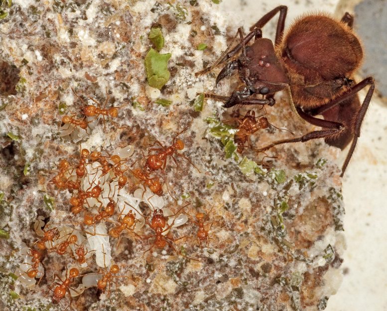 Leaf-Cutting Fungus-Farming Ants