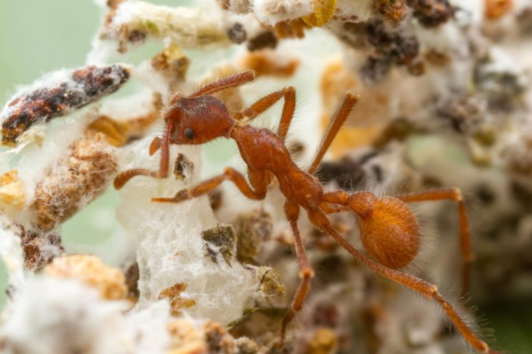 Coral Fungus Farming Ant