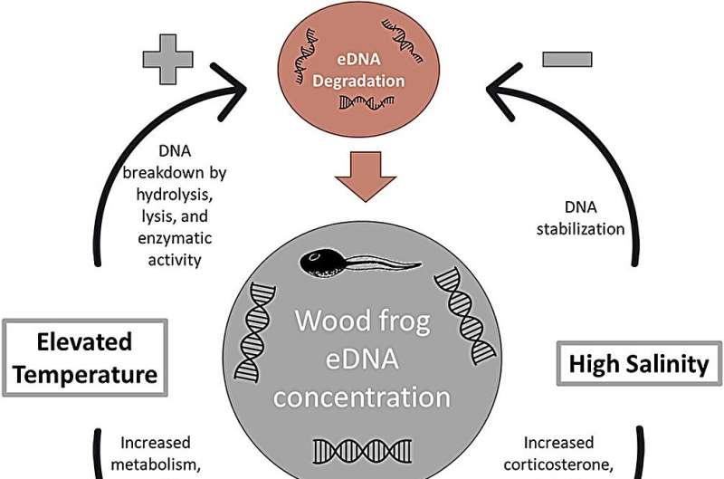 Environmental DNA and epidemics in wood frogs—eDNA could help understanding population size and health without tagging