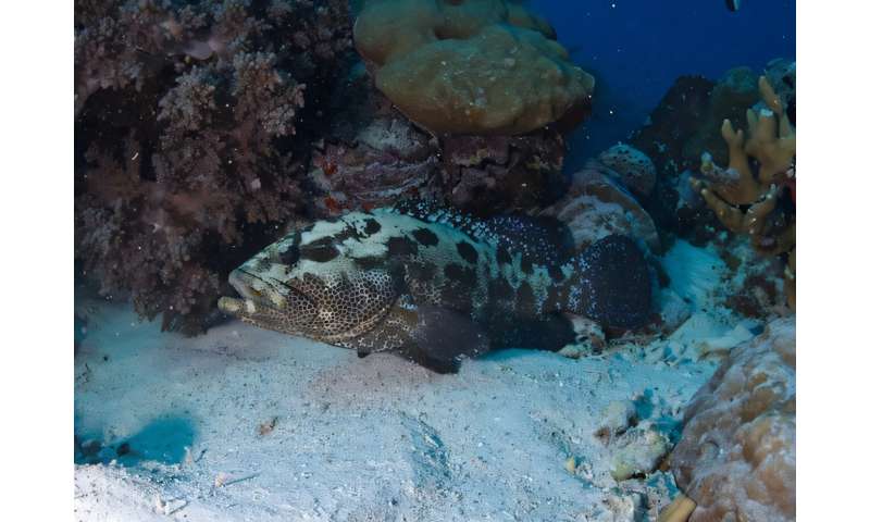 Better ocean connectivity boosts reef fish populations