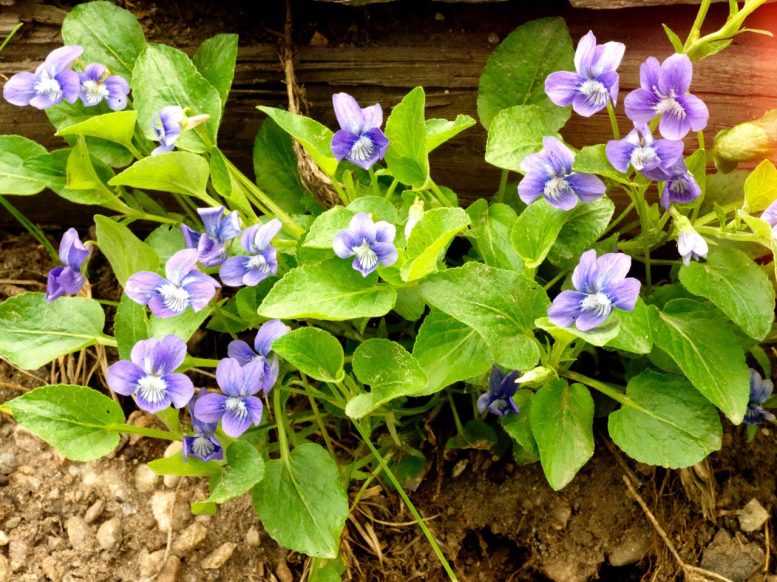 Violets in Wyoming