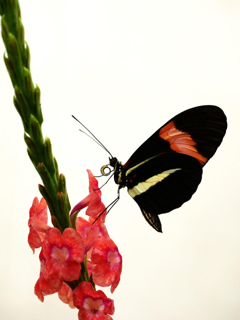 Heliconius Butterfly