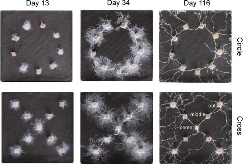 Fungal Mycelial Networks Connecting Wood Blocks