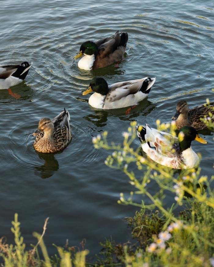 Male and female mallards swimming in the water off the island of Sant’Erasmo