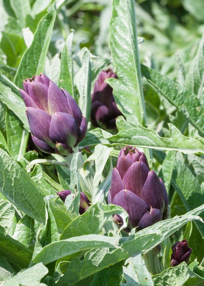 Young violet artichokes 