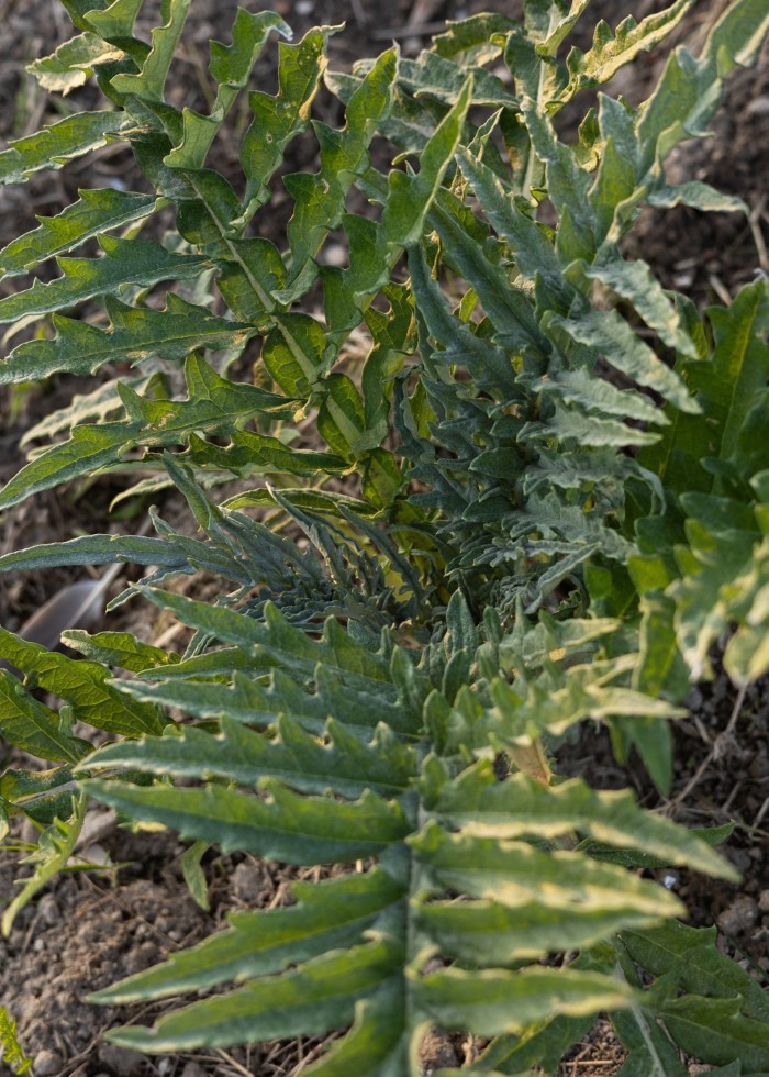 The leaves of young violet-artichoke plants on the island’s I Sapori di Sant’Erasmo farm 