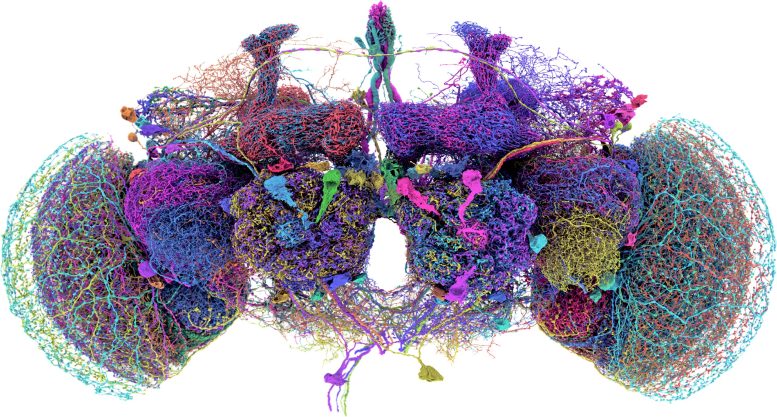 Fruit Fly Connectome 50 Largest Neurons