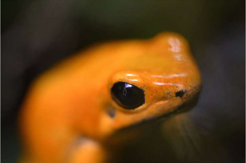 A golden poison frog at the Tesoros de Colombia sustainable farm in Nocaima, Colombia