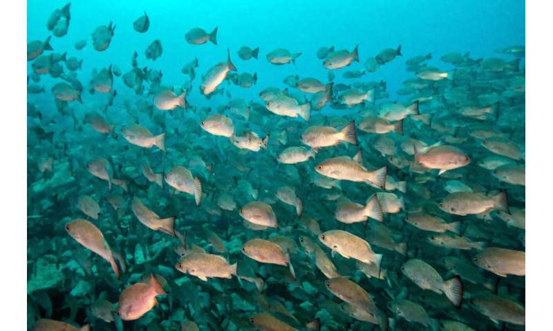 Fish swim in the UNESCO-listed Malpelo Fauna and Flora Sanctuary off Colombia's Pacific coast