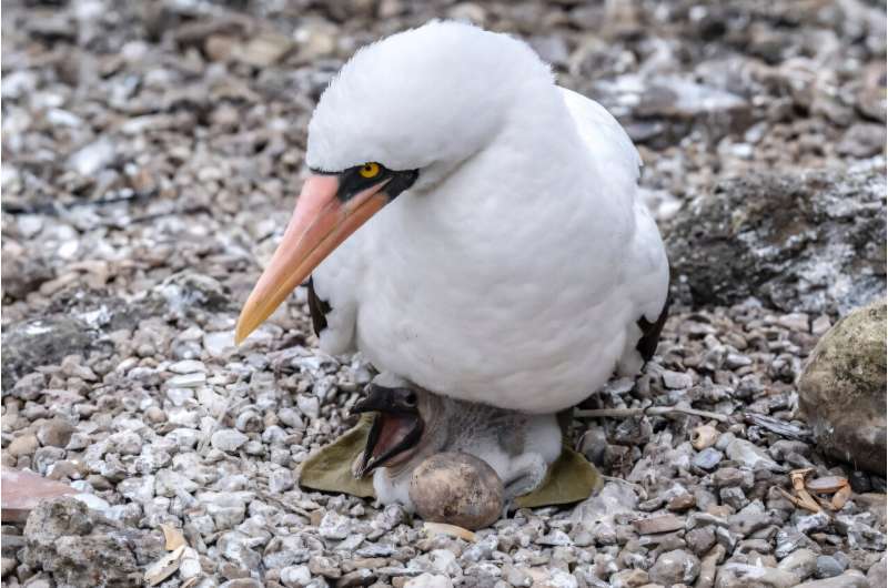 A Nazca booby seabird in the Malpelo Fauna and Flora Sanctuary