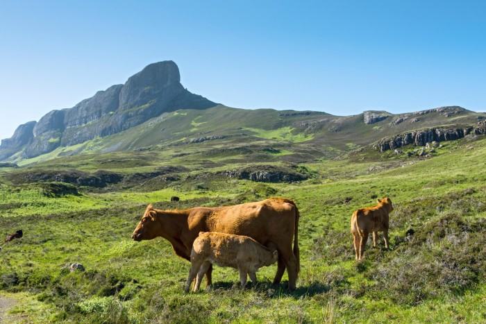 A few cows are grazing in a green landscape. In the background, there is a mountain range with steep cliffs and rugged formations