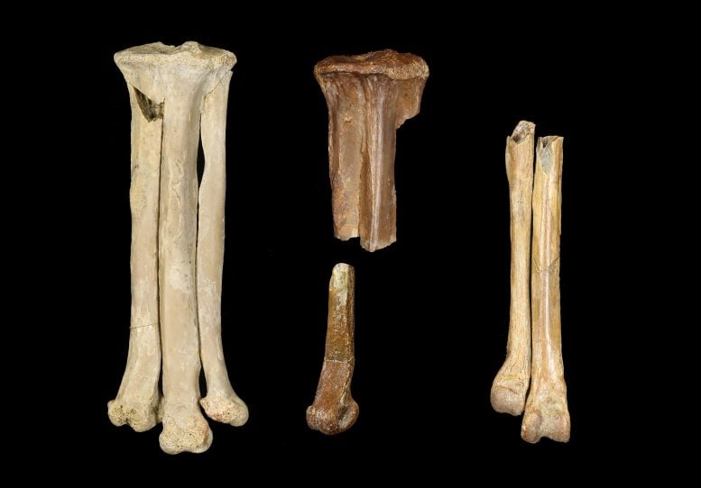 Avisaurus darwini, Avisaurus sp., and Magnusavis ekalakaensis Foot Bones