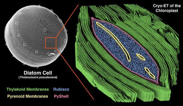 Diatom Pyrenoid Molecular Architecture