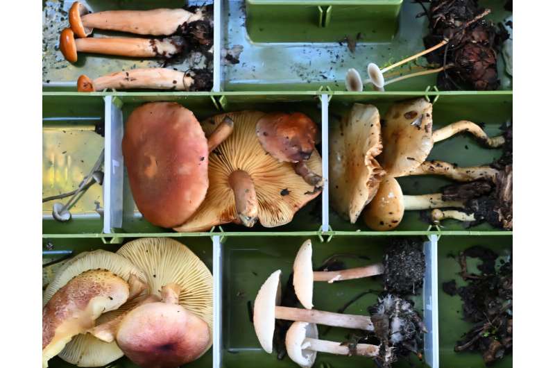 A selection of mushrooms found during a fungi biodiversity survey near Port Angeles, Washington