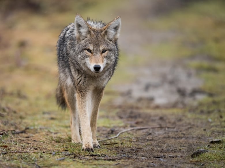 A coyote walks toward the camera in a meadow-like area. 