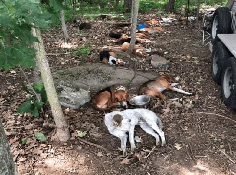 A long line of dogs lie on the ground in the dirt