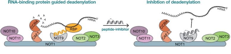 Regulation of Deadenylation by the NOT9 Subunit of the CCR4 NOT Complex