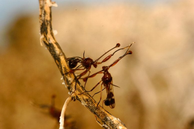 Dueling Stalk Eyed Flies