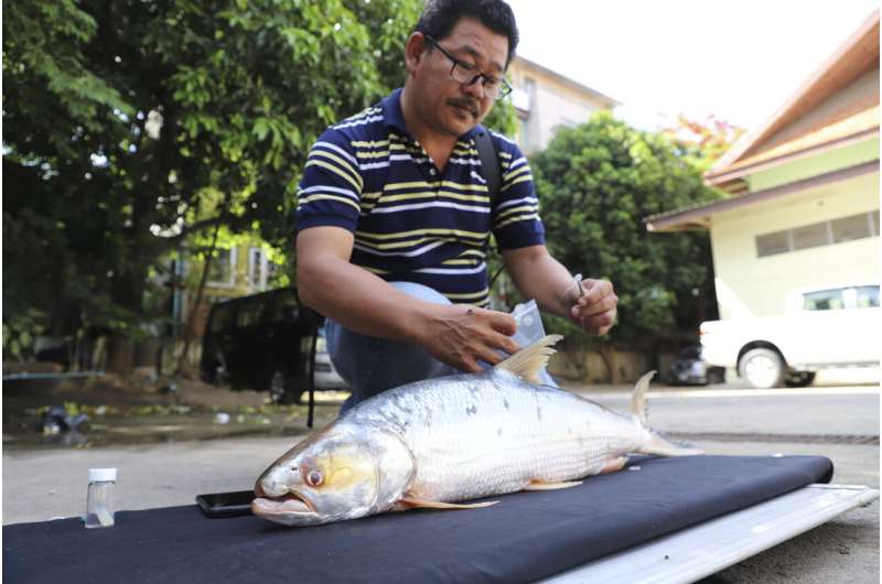 Giant fish thought to be extinct is spotted in the Mekong River