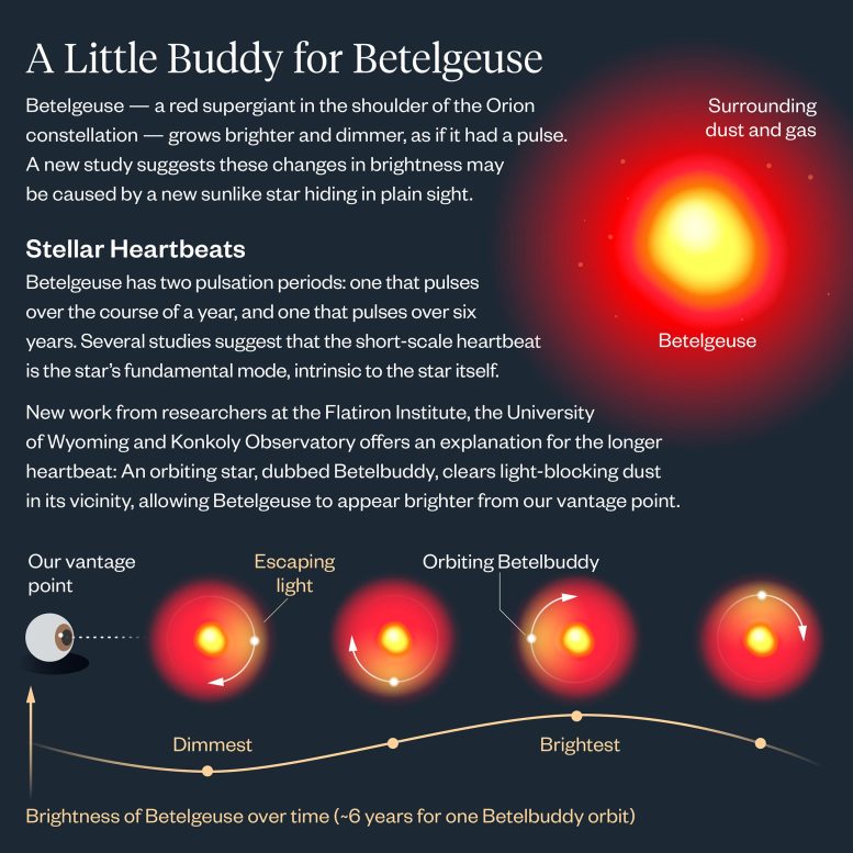 Betelbuddy Infographic