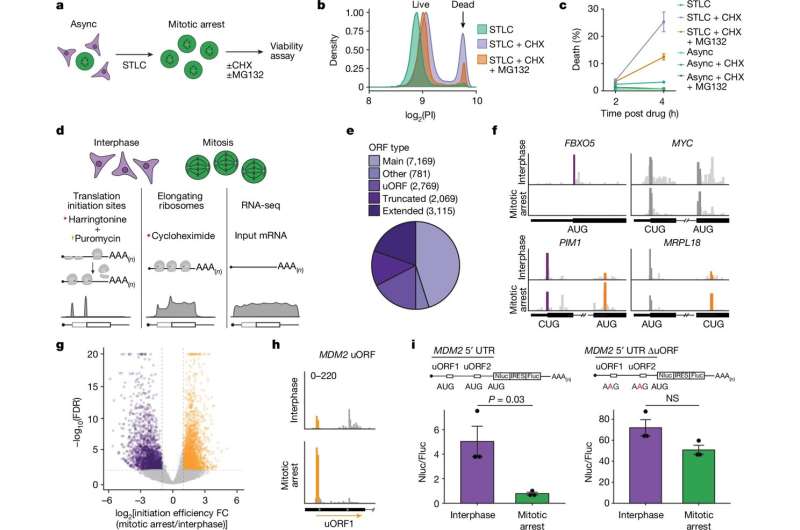 An elegant switch regulates production of protein variants during cell division