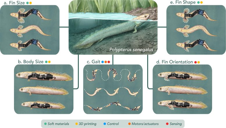 Paleo-Robots Help Scientists Understand How Fish Started To Walk on Land