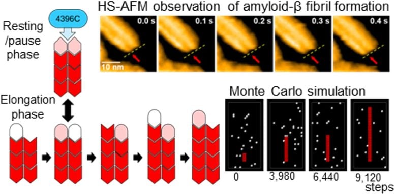 Alternating Elongation and Pausing of Amyloid Beta Fibrils