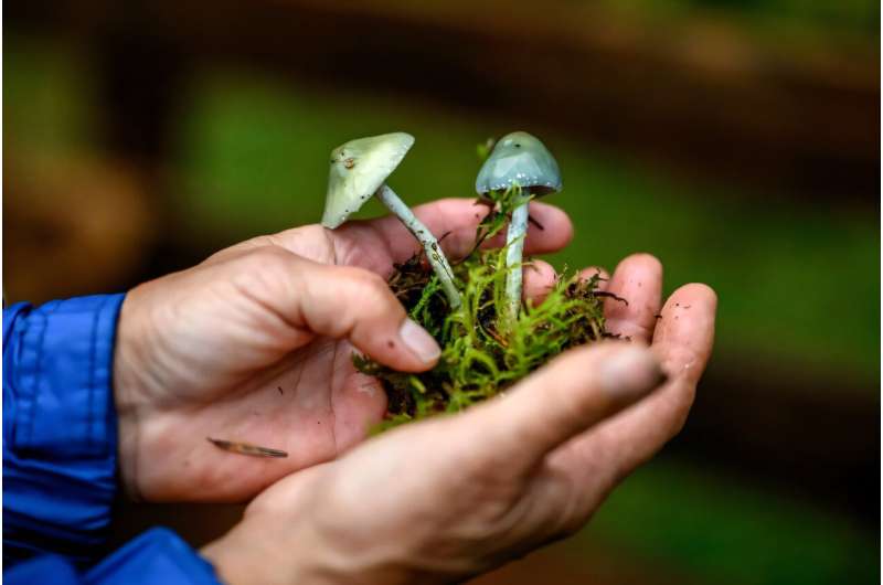 Mushroom picking has boomed in Switzerland in the aftermath of the Covid pandemic