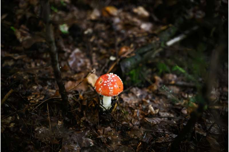 There are concerns about the impact of mushroom picking on biodiversity